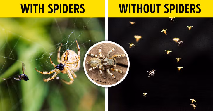 Nhiều người sợ nhện, nhưng họ không biết rằng, hầu hết những con nhện không nguy hiểm và hung dữ. Nhện rất quan trọng với hệ sinh thái. Chúng giúp ăn bớt các loài gây hại như ruồi, muỗi và cũng là con mồi của nhiều loài động vật khác. Nếu thiếu nhện, những loài côn trùng khác như muỗi sẽ phát triển cực nhanh, gây ra thảm họa.