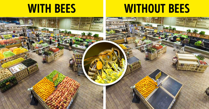 Có thể bạn từng nghĩ, hành tinh sẽ tốt đẹp hơn nếu không có những con côn trùng đáng ghét nhưng thực tế, sự biến mấy của chúng sẽ gây hỗn loạn về môi trường và dinh dưỡng. Đơn cử đầu tiên là ong. Đây là loài côn trùng được các nhà khoa học đánh giá là loài côn trùng quan trọng nhất. Nếu loài ong không còn tồn tại, hoa và nhiều loại thực phẩm sẽ biến mất. Có thể nói, ong là loài chìa khóa trong an ninh lương thực và đa dạng sinh học, không thể thiếu.