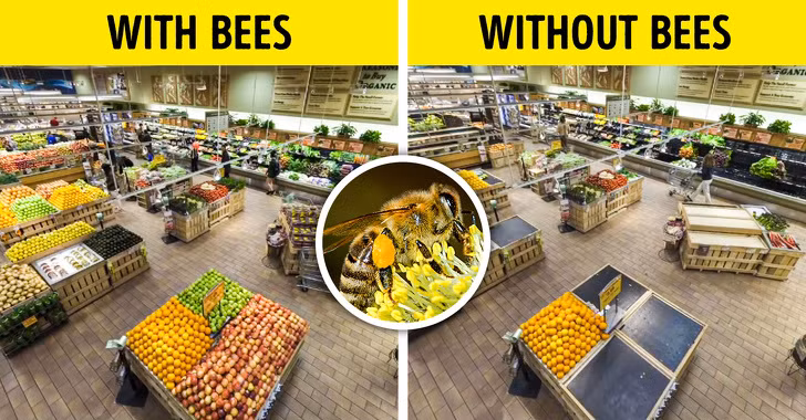 Có thể bạn từng nghĩ, hành tinh sẽ tốt đẹp hơn nếu không có những con côn trùng đáng ghét nhưng thực tế, sự biến mấy của chúng sẽ gây hỗn loạn về môi trường và dinh dưỡng. Đơn cử đầu tiên là ong. Đây là loài côn trùng được các nhà khoa học đánh giá là loài côn trùng quan trọng nhất. Nếu loài ong không còn tồn tại, hoa và nhiều loại thực phẩm sẽ biến mất. Có thể nói, ong là loài chìa khóa trong an ninh lương thực và đa dạng sinh học, không thể thiếu.