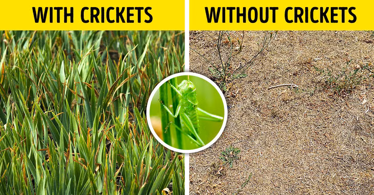 Dế là loài côn trùng cực quan trọng. Chúng là nguồn thức ăn cho chim, bò sát và thậm chí cả con người, cung cấp một lượng lớn protein và chất béo. Không chỉ thế, loài này cón giúp cải tạo đất, làm tăng đa dạng sinh học cho những vùng đồng cỏ.