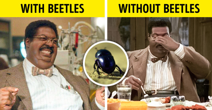 Có khoảng 375.000 loài bọ cánh cứng trên toàn thế giới. Nhiều loài bọ cánh cứng được con là sâu bệnh và gây thiệt hại lớn cho cây trồng. Tuy nhiên, cũng có không ít loài có tác động tích cực. Ví dụ, bọ rùa ăn rệp, giúp kiểm soát loài côn trùng này tấn công cây trồng. Bên cạnh đó, bọ cánh cứng cũng giúp phân hủy các chất thải hay nói đúng hơn, chúng là loài phân hủy các chất thải nhiều nhất thế giới. Nếu không có loài này, con người sẽ phải chịu đựng hệ sinh thái bốc mùi khủng khiếp.