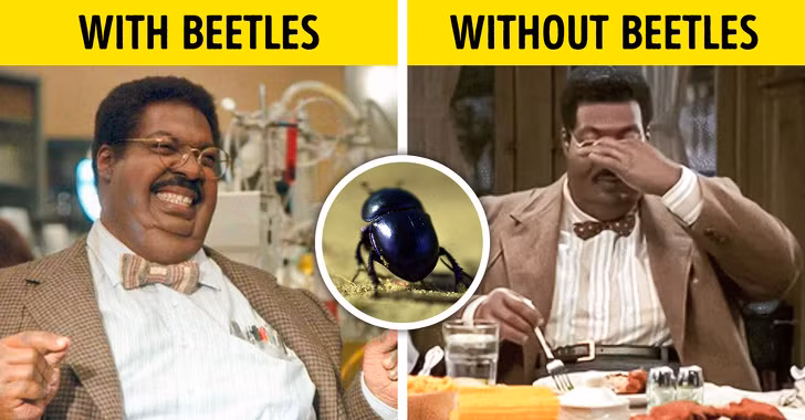 Có khoảng 375.000 loài bọ cánh cứng trên toàn thế giới. Nhiều loài bọ cánh cứng được con là sâu bệnh và gây thiệt hại lớn cho cây trồng. Tuy nhiên, cũng có không ít loài có tác động tích cực. Ví dụ, bọ rùa ăn rệp, giúp kiểm soát loài côn trùng này tấn công cây trồng. Bên cạnh đó, bọ cánh cứng cũng giúp phân hủy các chất thải hay nói đúng hơn, chúng là loài phân hủy các chất thải nhiều nhất thế giới. Nếu không có loài này, con người sẽ phải chịu đựng hệ sinh thái bốc mùi khủng khiếp.