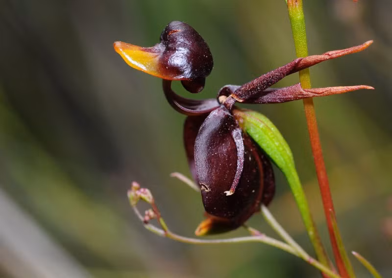 Lan vịt bay khi phát triển tối đa cao khoảng 50cm và có từ 2 - 4 bông hoa. Hoa có màu nâu đỏ, dài từ 15 - 20mm.