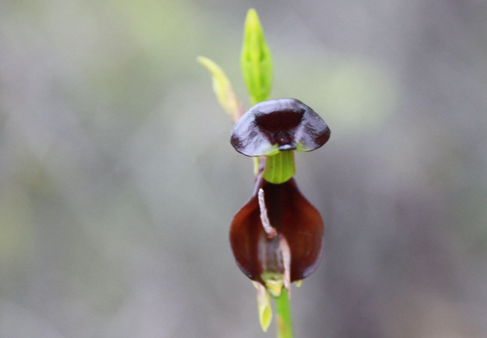 Màu sắc này giúp chúng có thể hòa lẫn vào môi trường xung quanh, sinh tồn tốt hơn.