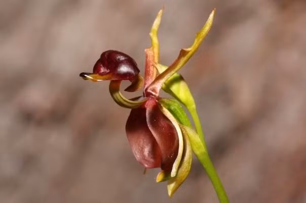 Điểm thú vị của loài lan này nằm ở chỗ, tuy rằng là một loài phong lan thế nhưng hình dáng lại rất độc đáo, tựa như một con vịt đang vỗ cánh bay lên.