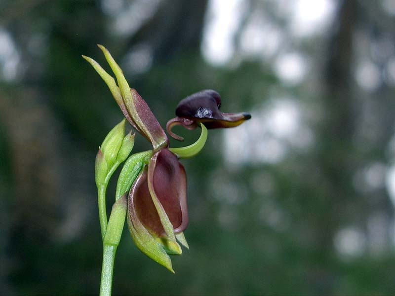 Nói cách khác, mặc dù bọ cánh cứng không hề có ý định thụ phấn giúp lan vịt bay, nhưng chúng lại đóng vai trong quan trọng trong sự tồn vong, phát triển của loài phong lan này.