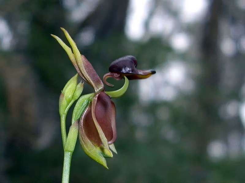 Nói cách khác, mặc dù bọ cánh cứng không hề có ý định thụ phấn giúp lan vịt bay, nhưng chúng lại đóng vai trong quan trọng trong sự tồn vong, phát triển của loài phong lan này.