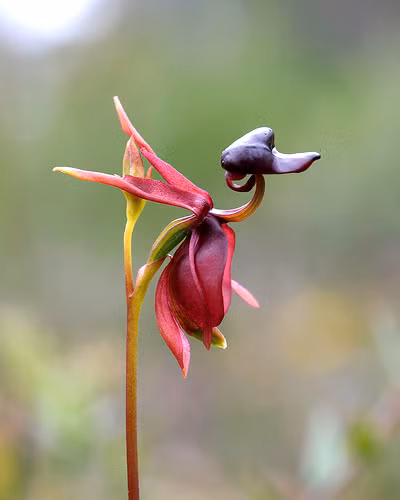 Thế nhưng, thật không may, loài lan vịt bay này lại nằm trong danh sách những loài thực vật dễ bị tổn thương và tuyệt chủng.