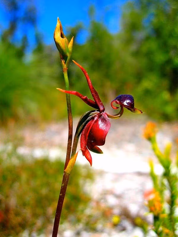 Theo các nhà khoa học, hình dáng đặc biệt của lan vịt bay được phát triển để thu hút những con bọ cánh cứng đực.