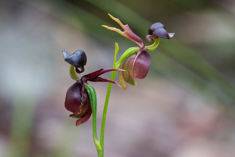Cánh giữa của lan vịt bay phát triển như mỏ của một con vịt, khiến những con bọ cánh cực đực bị đánh lừa rằng đây là bọ cánh cứng cái.