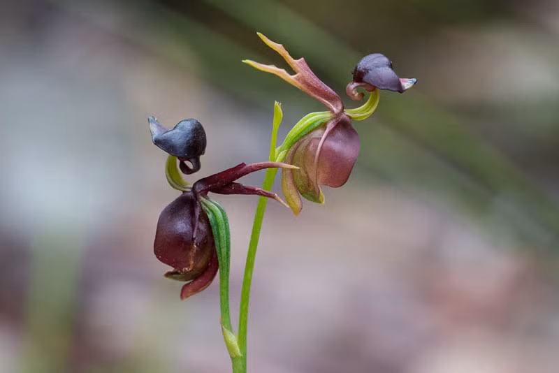 Cánh giữa của lan vịt bay phát triển như mỏ của một con vịt, khiến những con bọ cánh cực đực bị đánh lừa rằng đây là bọ cánh cứng cái.