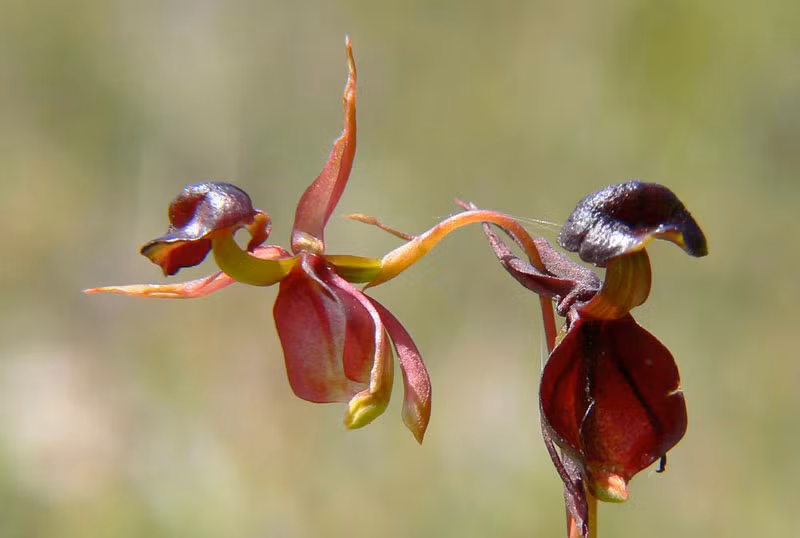 Được biết, phong lan vịt bay độc đáo và thú vị đến nỗi chúng được in trên tem bưu chính của Australia.