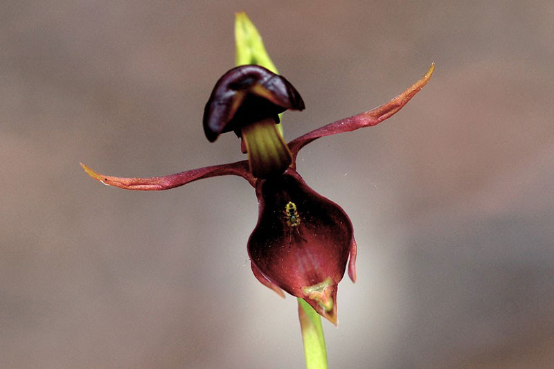 Nguyên nhân khiến lan vịt bay ngày càng khan hiếm được cho là do con người hủy hoại môi trường quá nhanh, các loài động vật và thực vật đều bị mất môi trường sống, rất khó sinh tồn.