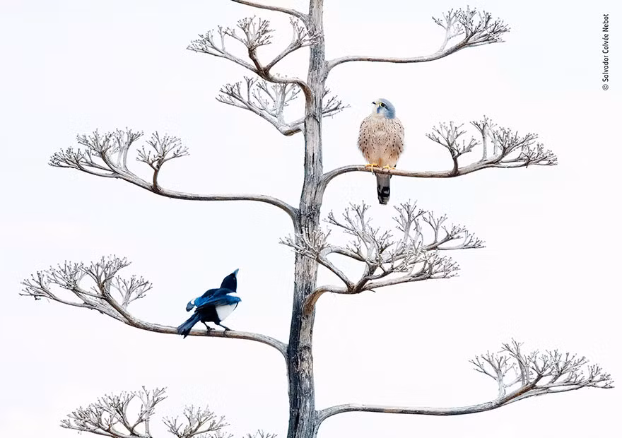 Nhiếp ảnh gia Salvador Colvée Nebot đã ghi được hình ảnh đẹp như tranh vẽ này ở Valencia, Tây Ban Nha.