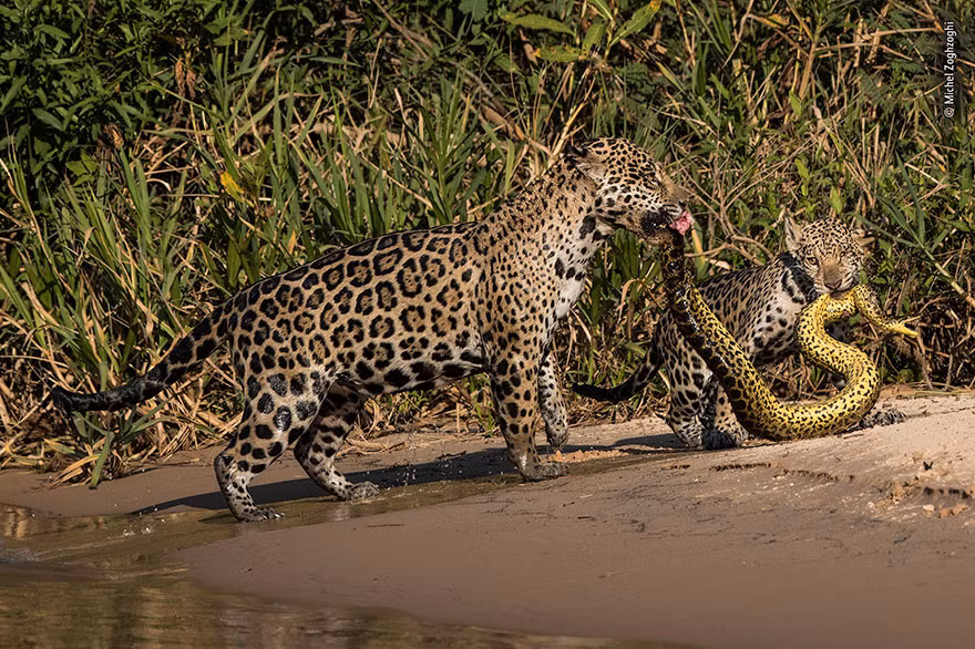 Vào một buổi chiều, nhiếp ảnh gia Michel Zoghzoghi đã ghi được cảnh tượng mẹ con báo đốm săn giết trăn khổng lồ trên sông thuộc khu vực Pantanal, Brazil. Cảnh tượng đẹp mê hoặc, hệt như trong một bộ phim.