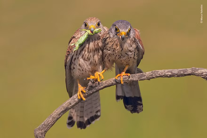 Tại Công viên Quốc gia Hortobágyi, Hungary, nhiếp ảnh gia Marco Valentini đã ghi lại được khoảnh khắc siêu ấn tượng khi chim trống cầu hôn chim mái bằng một con thằn lằn. Trong khoảnh khắc cảm động này, chim mái đã dịu dàng nắm lấy móng vuốt của chim trống, đồng ý lời cầu hôn.