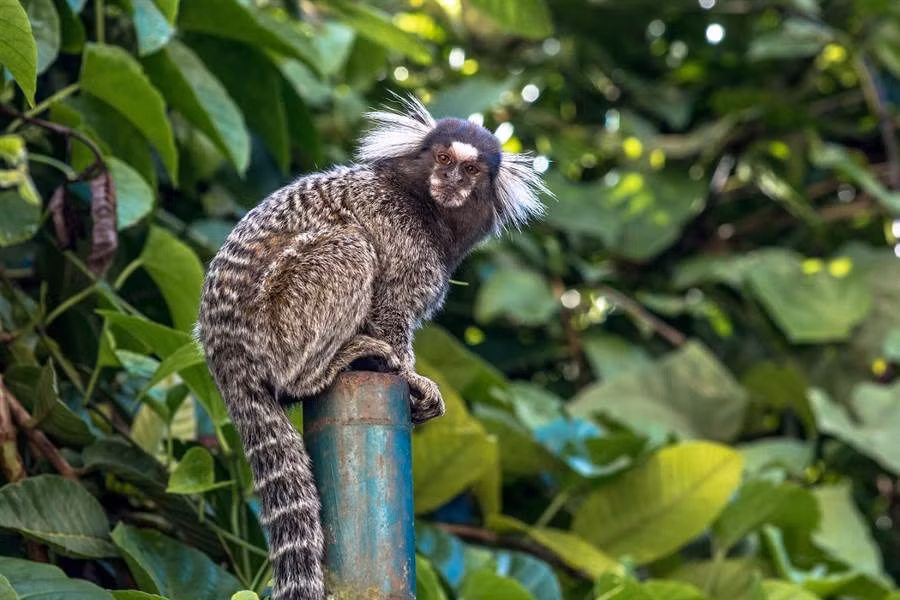 Thế giới to lớn chứa đầy những điều kỳ diệu, đa dạng sinh học là một trong số đó. Mới đây, những hình ảnh về một loài linh trưởng kỳ lạ, khỉ mặt người đang được lan truyền trên mạng xã hội.