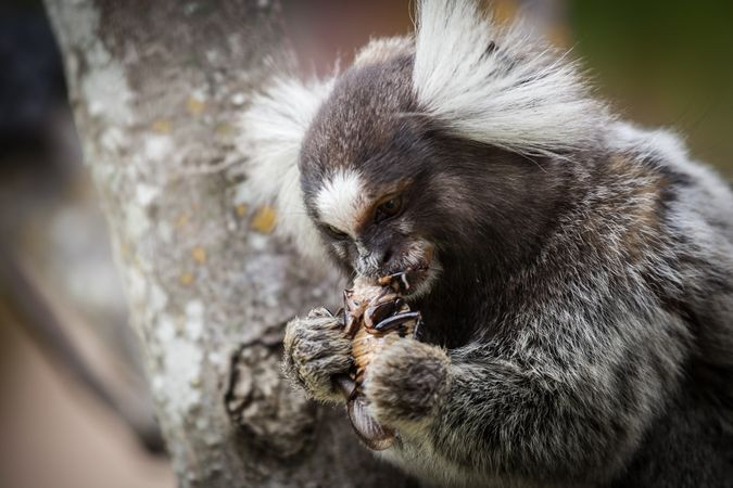 Khỉ sóc tai trắng có tên khoa học là Callithrix aurita, một loài động vật có vú trong họ Cebidae, bộ Linh trưởng.