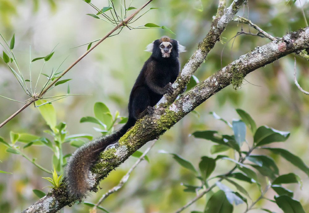 Trong những hình ảnh được lan truyền, loài linh trưởng này trông nữa giống người, nửa giống khỉ, thoạt nhìn trông khá đáng sợ.