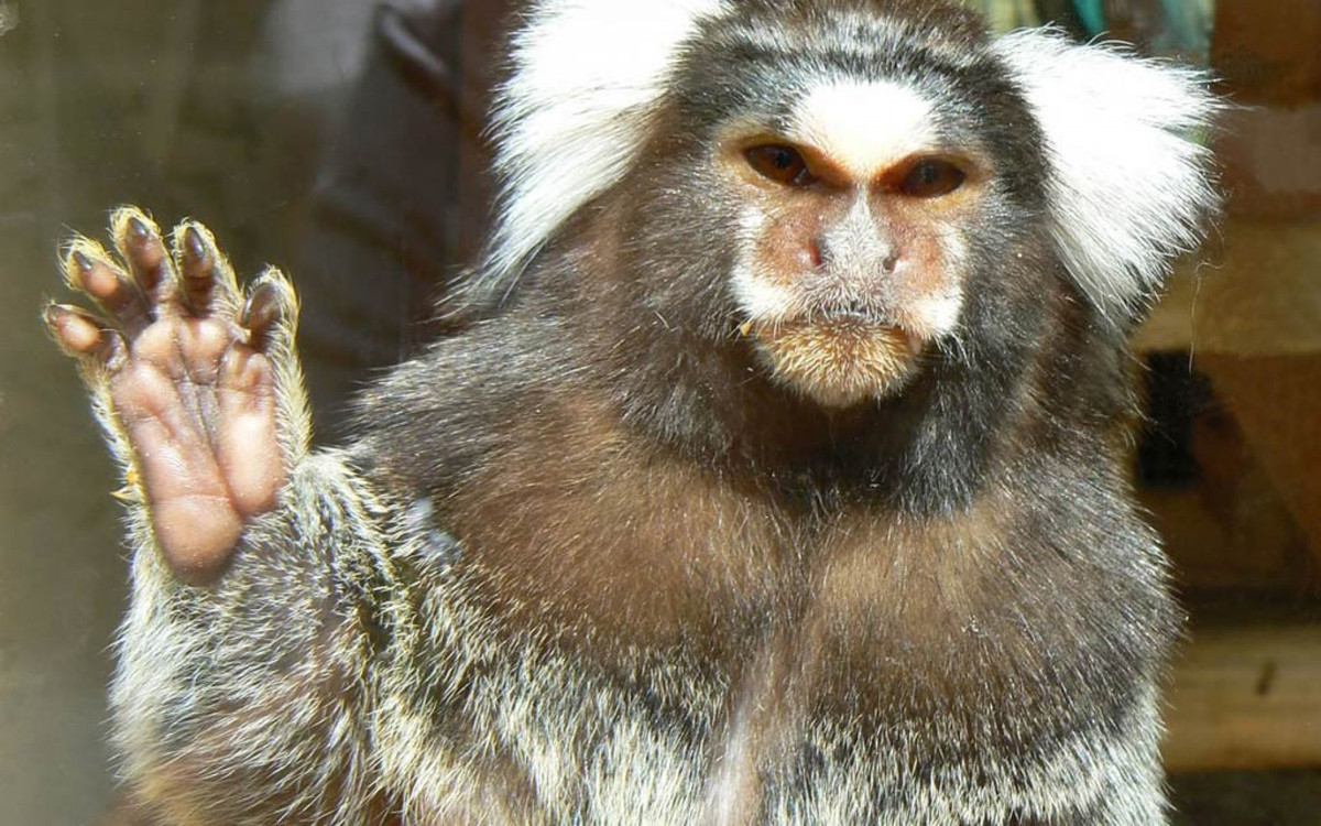 Loài này chủ yếu sống trong các khu rừng ven biển, ở độ cao khoảng 500m so với mực nước biển.