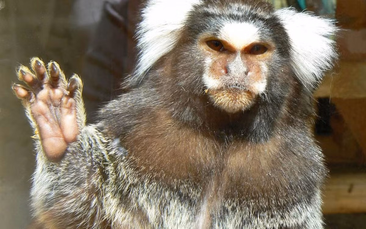 Loài này chủ yếu sống trong các khu rừng ven biển, ở độ cao khoảng 500m so với mực nước biển.