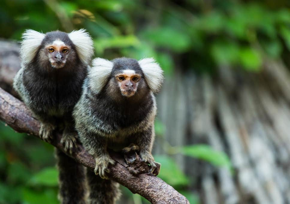 Ngay cả biểu hiện trên khuôn mặt của khỉ sóc tai trắng cũng rất cảm xúc, rất giống người.
