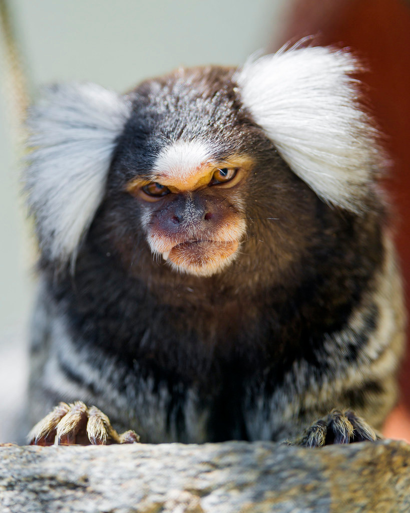 Khỉ sóc tai trắng ăn thịt nhưng chủ yếu là côn trùng, các động vật chân đốt nhỏ, ếch cây, trứng chim.