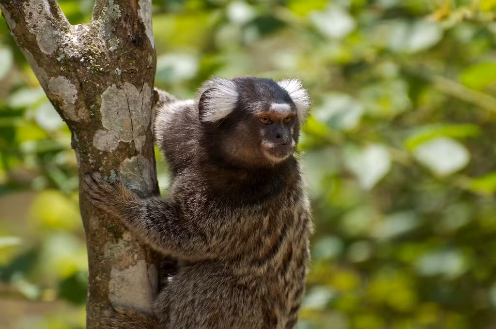 Nhiều người khi nhìn thấy hình ảnh của loài động vật này đã không thể không thốt lên kinh ngạc, họ cho rằng loài thú mặt người này thực sự giống như sinh vật trong thần thoại, kỳ quái đến mức khiến người xem nổi gai ốc.