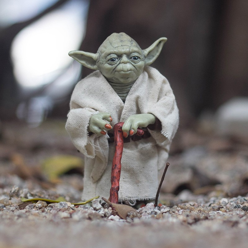 Thay vì nằm trên đỉnh đầu, đôi tai của mèo Yoda lại xòe ra hai bên, giống hệt như nhân vật Yoda, một nhân vật hư cấu vô cùng nổi tiếng trong seri phim bom tấn Star Wars.