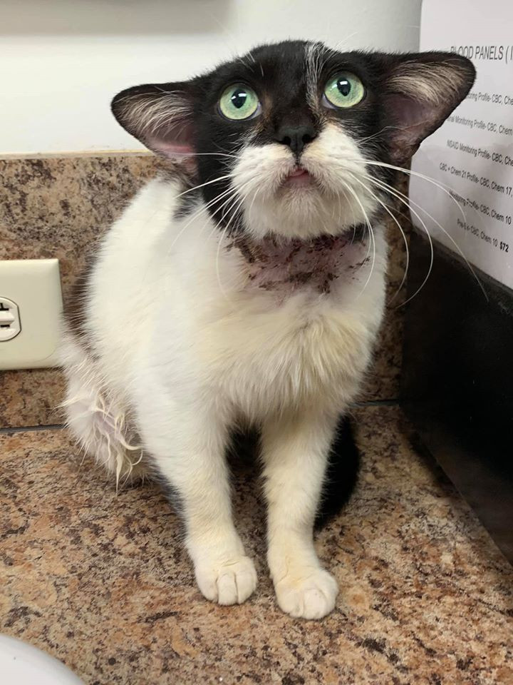 Đồng thời, cô Jana cũng nói thêm: "Mọi người hãy đến các trung tâm cứu hộ động vật ở địa phương. Tôi đảm bảo rằng, những thành viên mới của gia đình các bạn đang chờ đợi đươc nhận nuôi. Mèo Yoda có ngoại hình trông rất tuyệt nhưng ngoại hình không phải là tất cả".