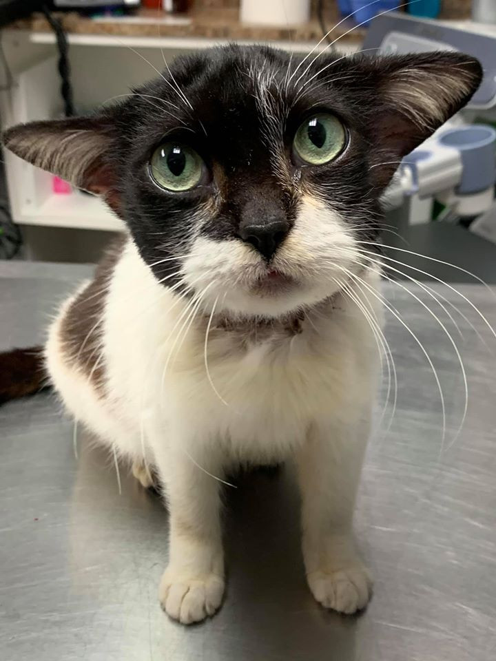 Cũng không ít người ở khắp mọi nơi trên thế giới đã liên lạc với cô Jana, bày tỏ ý định muốn nhận nuôi bé mèo yêu tinh độc đáo này.