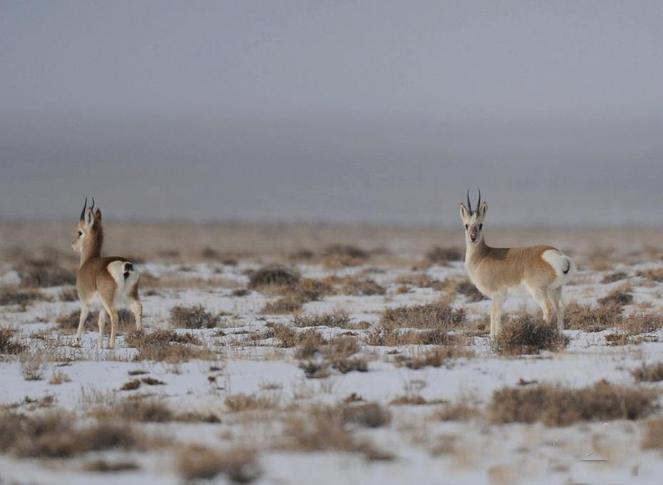Choang canh tuong yeu tinh cao nguyen di kiem an vao sang som-Hinh-4