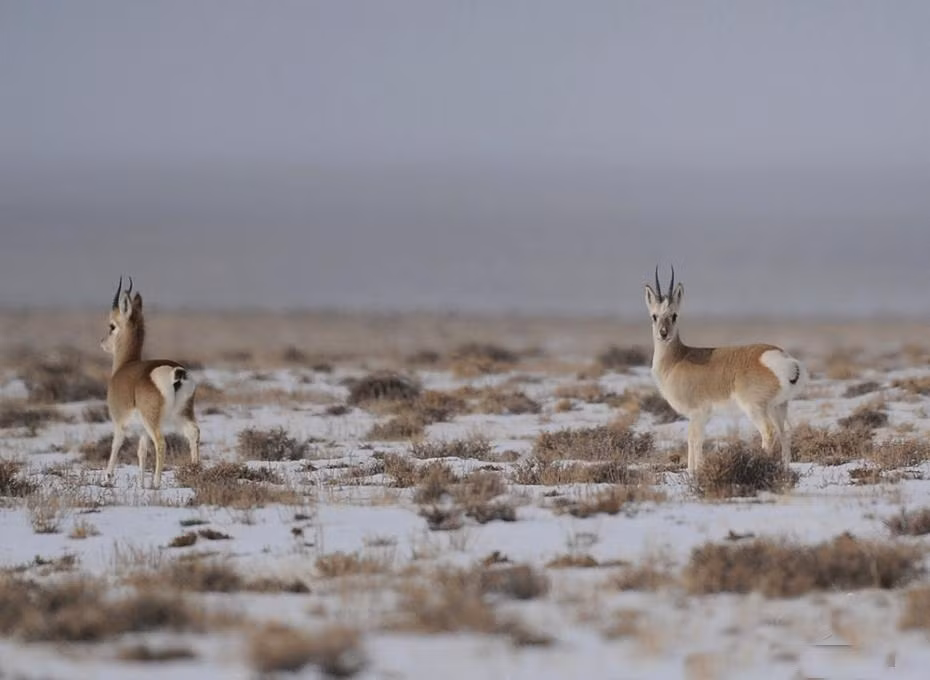 Choang canh tuong yeu tinh cao nguyen di kiem an vao sang som-Hinh-4