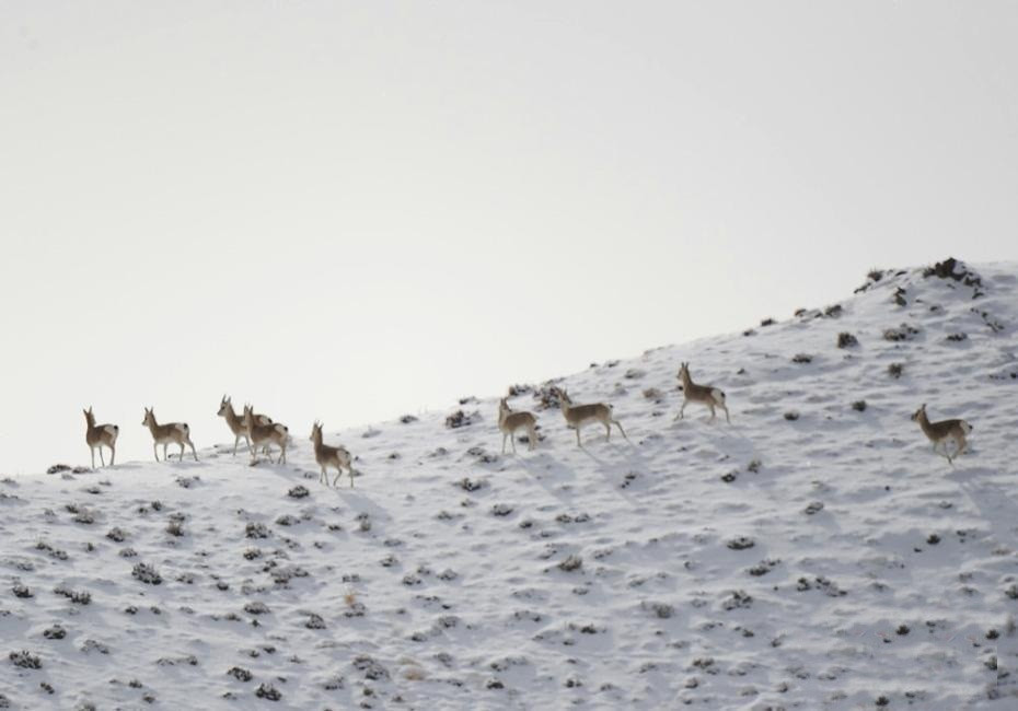 Choang canh tuong yeu tinh cao nguyen di kiem an vao sang som-Hinh-3
