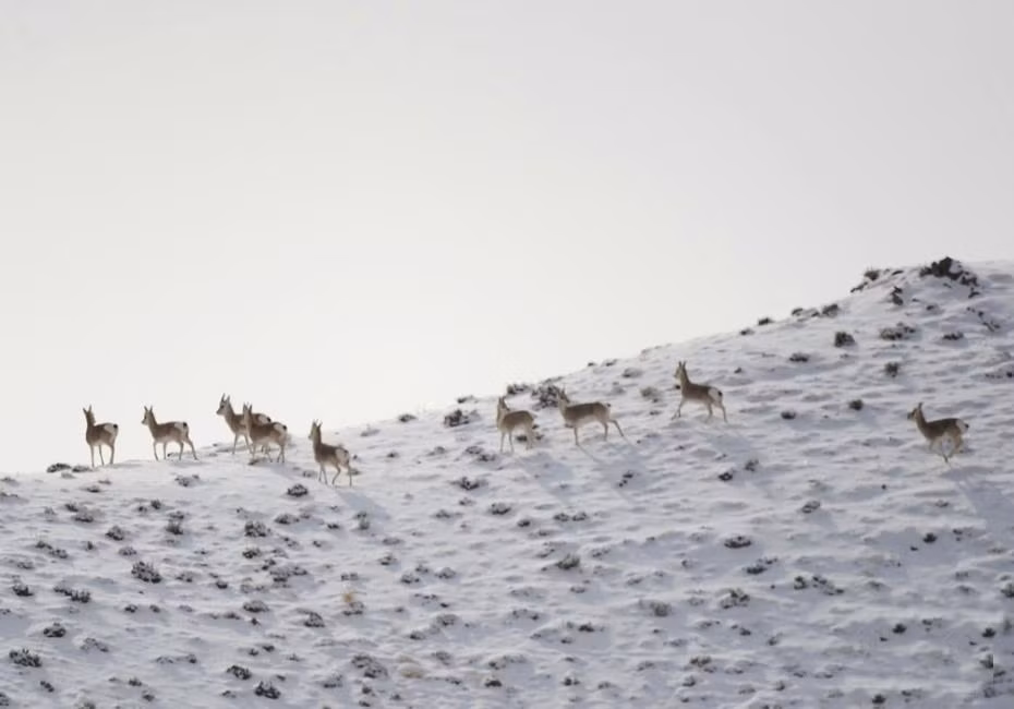 Choang canh tuong yeu tinh cao nguyen di kiem an vao sang som-Hinh-3