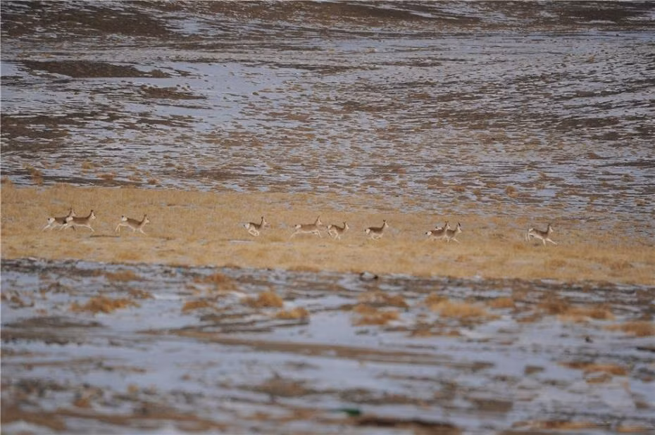 Choang canh tuong yeu tinh cao nguyen di kiem an vao sang som-Hinh-2