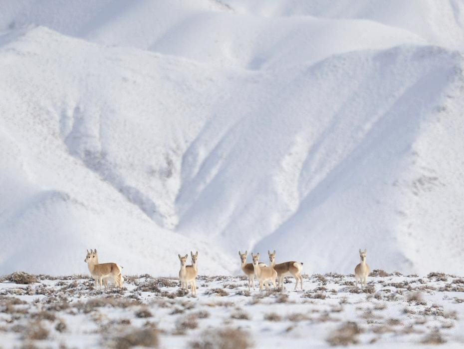 Choang canh tuong yeu tinh cao nguyen di kiem an vao sang som