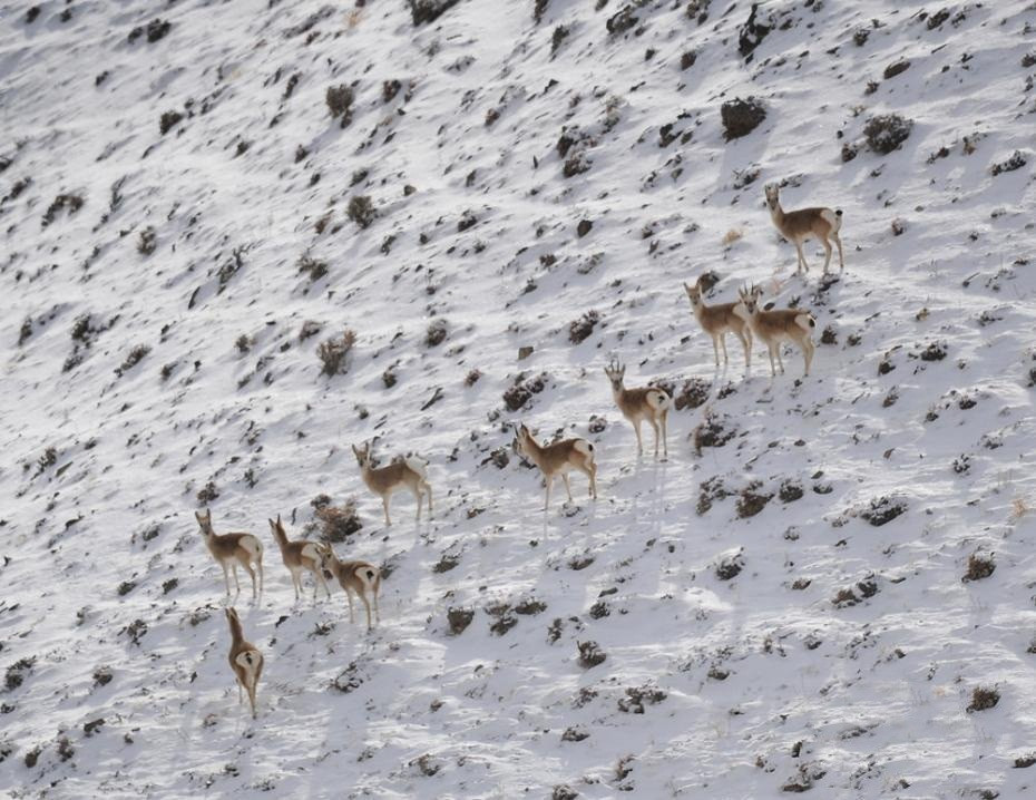 Choang canh tuong yeu tinh cao nguyen di kiem an vao sang som-Hinh-5