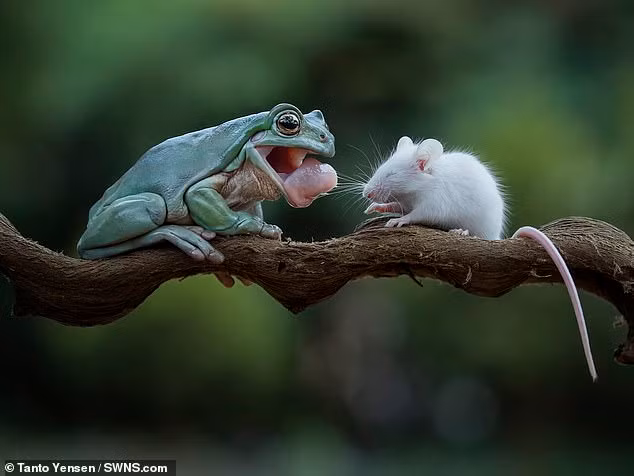 Theo thông tin đăng tải, thời điểm bắt gặp cảnh tượng kỳ thú này, con ếch cây đang nhắm săn giết chuột nhỏ. Nó háo hức nhìn con chuột, mở hàm và lè lưỡi. Biết không tránh được số phận, con chuột nhỏ nhắm mắt lại, rúm ró chịu chết. 
