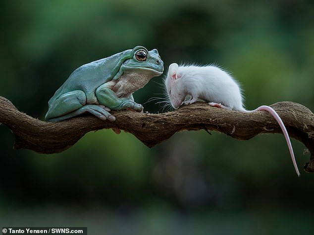 Thế nhưng điều kỳ diệu xảy ra, khi nhìn thấy chuột nhỏ run rẩy vì sợ hãi, con ếch cây thay đổi ý định, không săn giết chuột nhỏ nữa. 