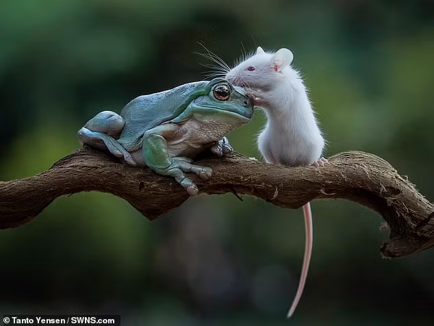 Mãi không thấy ếch cây hành động, chuột nhỏ mở mắt ra và vô cùng ngạc nhiên trước sự thay đổi đột ngột của ếch cây. 