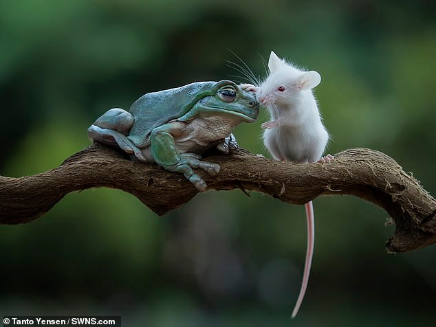 Biết ơn, chuột nhỏ ngập ngừng lại gần, đặt bàn chân nhỏ xíu lên đầu ếch cây như để tỏ lòng cảm kích. Thậm chí, trong một khoảnh khắc, chuột nhỏ còn dũng cảm, hôn nhẹ vào má ếch cây. 