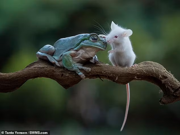 Biết ơn, chuột nhỏ ngập ngừng lại gần, đặt bàn chân nhỏ xíu lên đầu ếch cây như để tỏ lòng cảm kích. Thậm chí, trong một khoảnh khắc, chuột nhỏ còn dũng cảm, hôn nhẹ vào má ếch cây. 