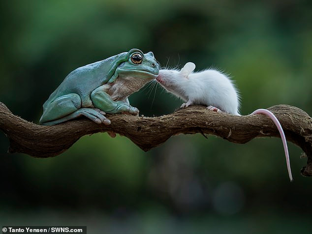 Nhiếp ảnh gia Tanto Yensen cho biết, điều này cực kỳ bất thường vì con ếch đã mở miệng như lại đổi ý vào lúc quyết định. "Những bức ảnh này cho thấy, bất cứ ai cũng có thể là một người bạn", Tanto Yensen nói.