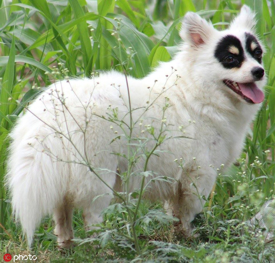 Cho mat na gay sot nho ve ngoai giong anh hung-Hinh-2