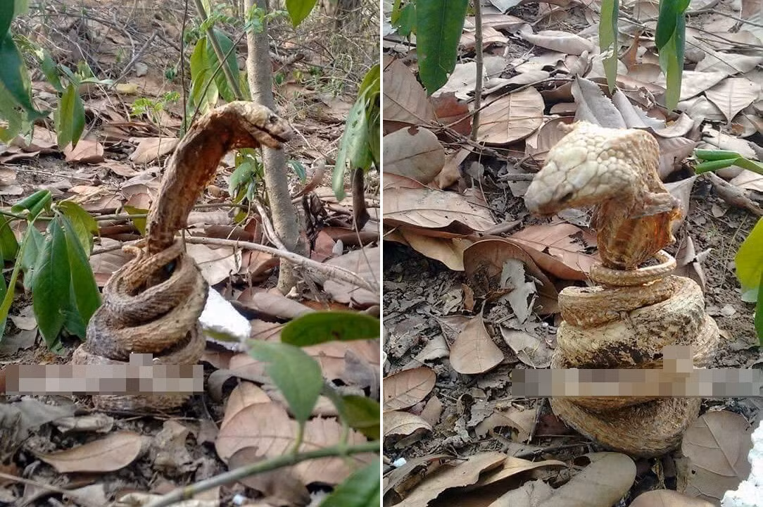 Ran ho mang chet ky quai, 