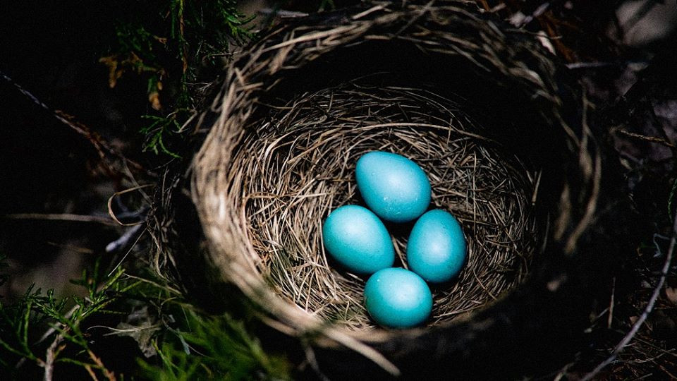 Kham pha sung sot ve loai chim de trung nhu trung rong-Hinh-3