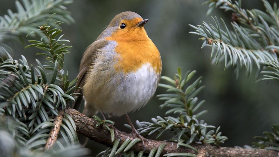Kham pha sung sot ve loai chim de trung nhu trung rong-Hinh-2