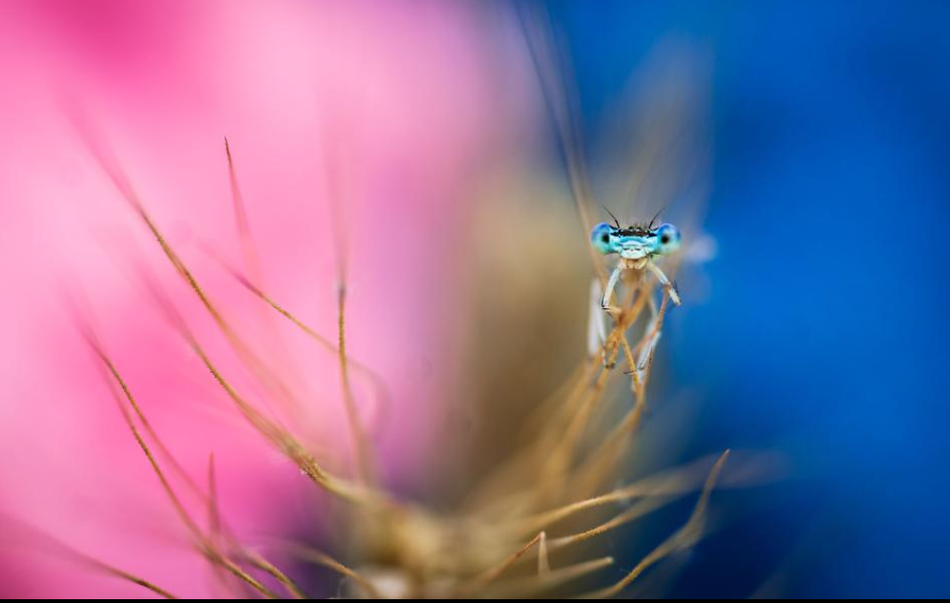 Sử dụng phong cách chụp ảnh marco, nhiếp ảnh gia Remus Tipre đem lại hiệu quả ánh sáng tuyệt vời, ảnh nền vô cùng rực rỡ.