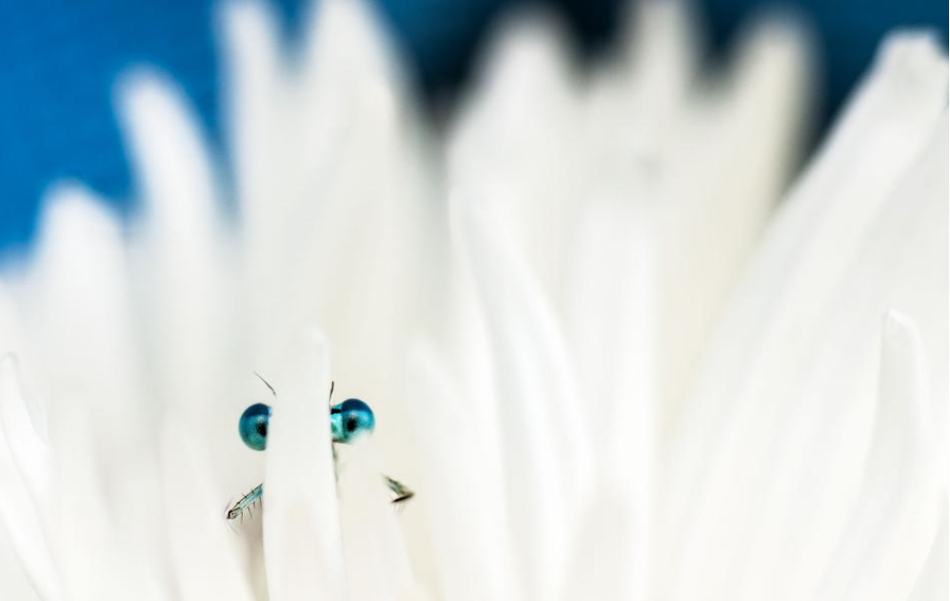 Một con chuồn chuồn lấp ló sau cánh hoa cúc trắng, dường như vẫn còn xấu hổ, không dám khoe sắc trước ống kính máy ảnh.